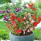 Super Seeds Impatiens Balsamina Garden Balsam Mix Large double flowers 200 Pcs