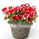 Super Seeds Petunia Grandiflora Hybird Dwarf Gnome Red Picotee 100 Pcs