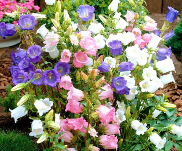 Super Seeds Campanula medium Canterbully Bells Mix Biennial Flower 1000+ Pcs