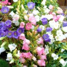 Super Seeds Campanula medium Canterbully Bells Mix Biennial Flower 1000+ Pcs