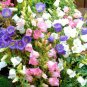 Super Seeds Campanula medium Canterbully Bells Mix Biennial Flower 1000+ Pcs