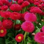 Super Seeds Bellis Perennis Daisy English Pomponette Red Beautiful Flower 500 Pcs