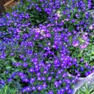 Super Seeds Lobelia Erinus Purple Riviera Violet Beautiful Flower 10000 Pcs