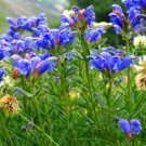 Super Seeds Dracocephalum moldavica Moldavian Dragonhead Beautiful Flower 100 Pcs