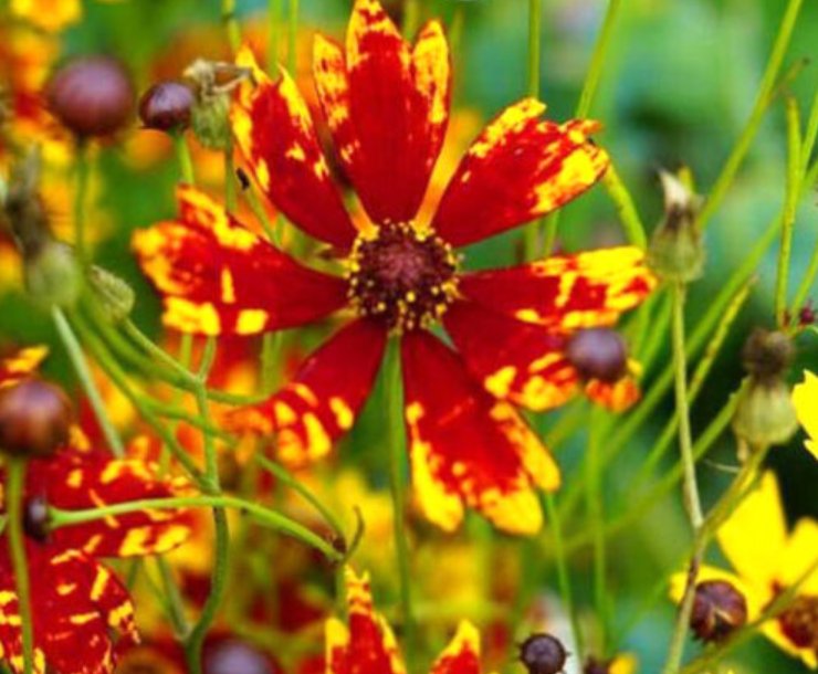 Super Seeds Corepsis tigrina Dwarf Coreopsis Radiata Tgrina Mix 700+ Pcs