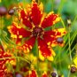 Super Seeds Corepsis tigrina Dwarf Coreopsis Radiata Tgrina Mix 700+ Pcs