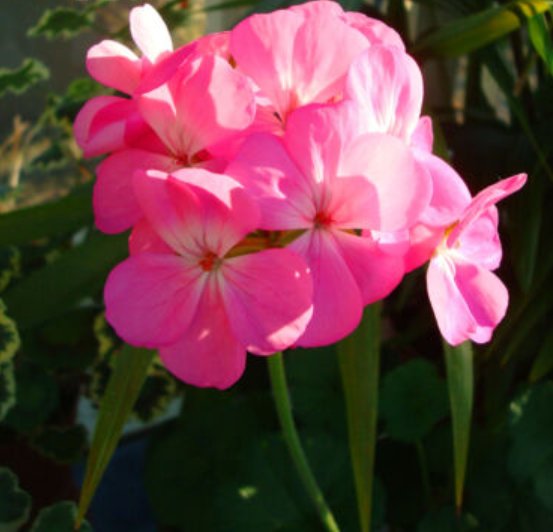 Super Seeds Pelargonium zonale Geranium Colorama Pink Flower 10 Pcs