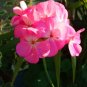 Super Seeds Pelargonium zonale Geranium Colorama Pink Flower 10 Pcs
