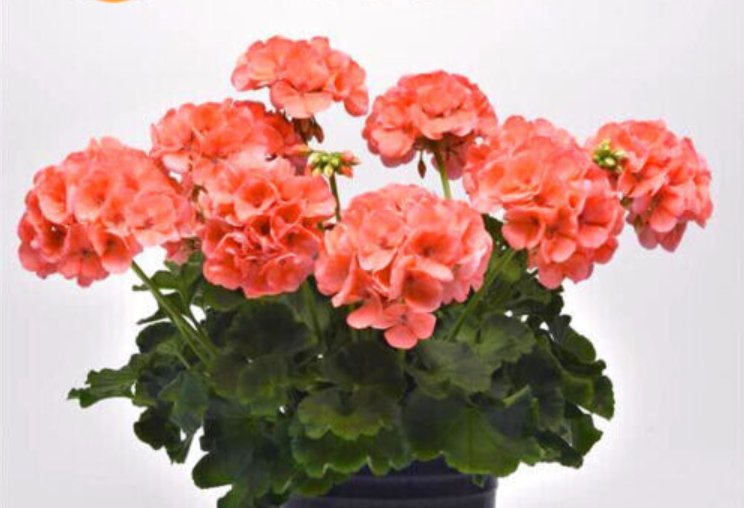 Super Seeds Pelargonium zonale Geranium Colorama Salmon Red Shades Flower 10 Pcs