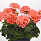Super Seeds Pelargonium zonale Geranium Colorama Salmon Red Shades Flower 10 Pcs