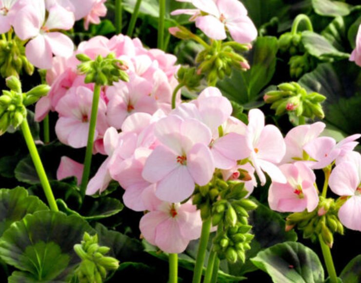 Super Seeds Pelargonium zonale Garden Geranium Appleblossom Flower 10 Pcs