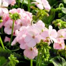Super Seeds Pelargonium zonale Garden Geranium Appleblossom Flower 10 Pcs