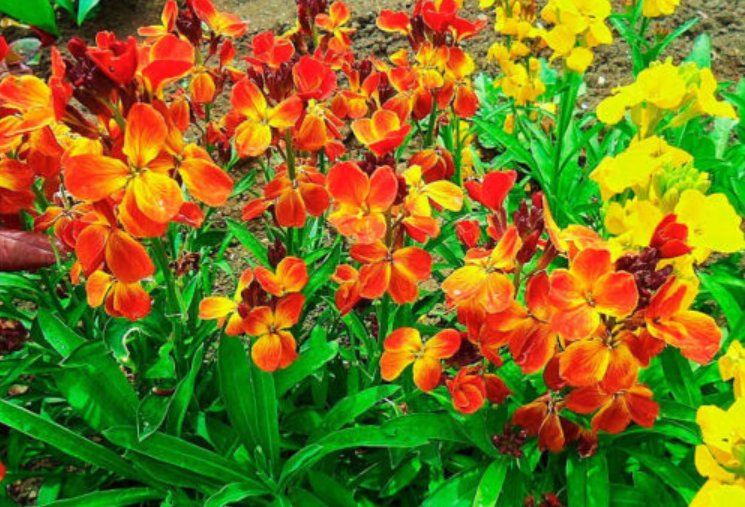 Super Seeds Cheiranthus cheiri Fair Lady WallFlower Tall Biennial flower 300 Pcs