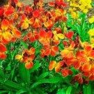 Super Seeds Cheiranthus cheiri Fair Lady WallFlower Tall Biennial flower 300 Pcs