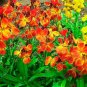 Super Seeds Cheiranthus cheiri Fair Lady WallFlower Tall Biennial flower 300 Pcs