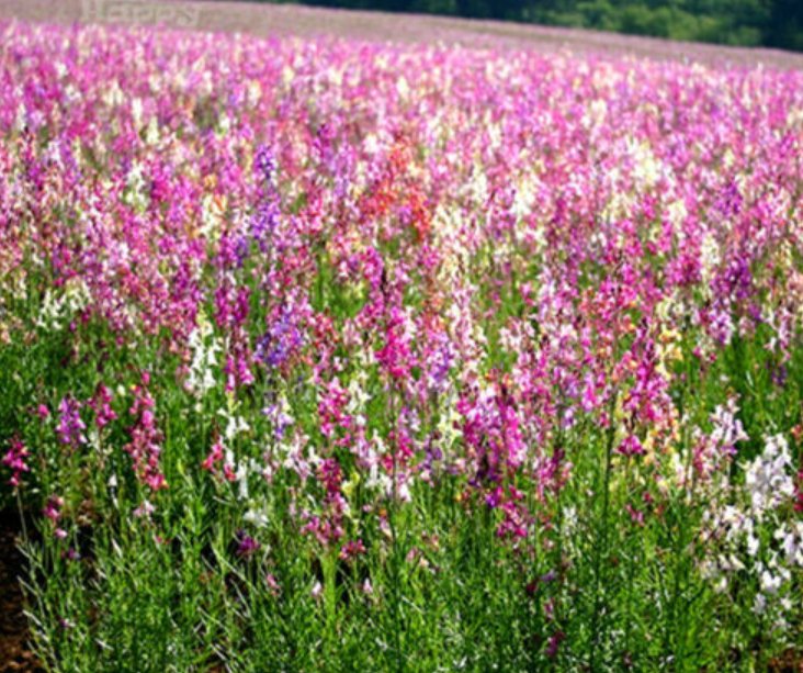 Super Seeds Linaria Maroccana Toadflax Baby Snapdragon Rockery Flower 15000 Pcs