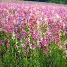 Super Seeds Linaria Maroccana Toadflax Baby Snapdragon Rockery Flower 15000 Pcs