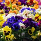 Super Seeds Viola wittrockiana Pansy Swiss Giant Mix Beautiful Flower 300 Pcs