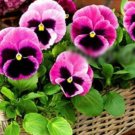 Super Seeds Viola wittrockiana Pansy Swiss Giant Laura Pink Flower 100+ Pcs