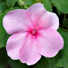 Super Seeds Impatiens walleriana Busy Lizzie Pink Baby Series Flower 100+ Pcs
