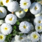 Super Seeds Bellis Perennis Pomponette White Daisy English Flower 500 Pcs