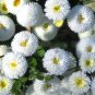Super Seeds Bellis Perennis Pomponette White Daisy English Flower 500 Pcs
