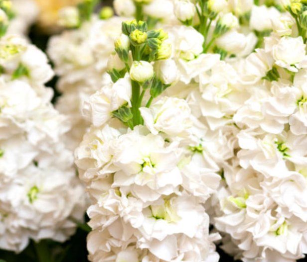 Super Seeds Matthiola incana annua Excelsior Stock White Flower 100+ Pcs