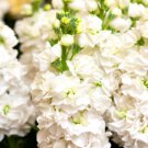 Super Seeds Matthiola incana annua Excelsior Stock White Flower 100+ Pcs