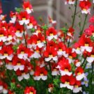 Super Seeds Nemesia strumosa Red White Small Nemesia St George Flower 1000+ Pcs