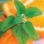 Super Seeds Melissa officinalis Lemon Balm Mandarina Distinct Orange Scent Herbs 20 Pcs