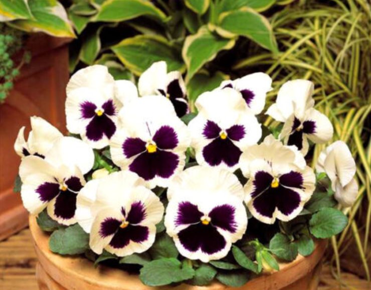 Super Seeds Viola wittrockiana Pansy Swiss Giants Silverbride White ...