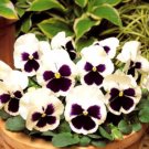 Super Seeds Viola wittrockiana Pansy Swiss Giants Silverbride White Flower 300 Pcs