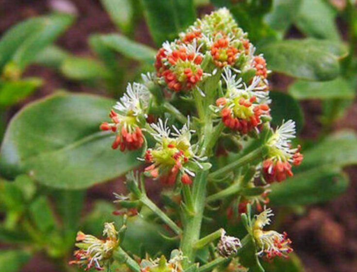Super Seeds Reseda odorata Tinged Red Mignonette Machet Scented Flowers 1000+ Pcs