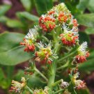 Super Seeds Reseda odorata Tinged Red Mignonette Machet Scented Flowers 1000+ Pcs