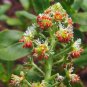 Super Seeds Reseda odorata Tinged Red Mignonette Machet Scented Flowers 1000+ Pcs