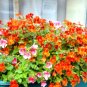 Super Seeds Nemesia strumosa Nemesia Prince Orange Beautiful Flower 1000 Pcs