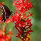 Super Seeds Ipomopsis rubra Presido Standing Cypress Annual Biennial Flower 100+ Pcs
