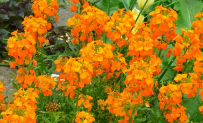 Super Seeds Cheiranthus allionii Summer Carnival Orange 600 Pcs