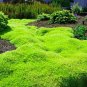 Super Seeds Sagina subulata Heath Pearlwort Lawn Irish Moss Perennial 1000 Pcs