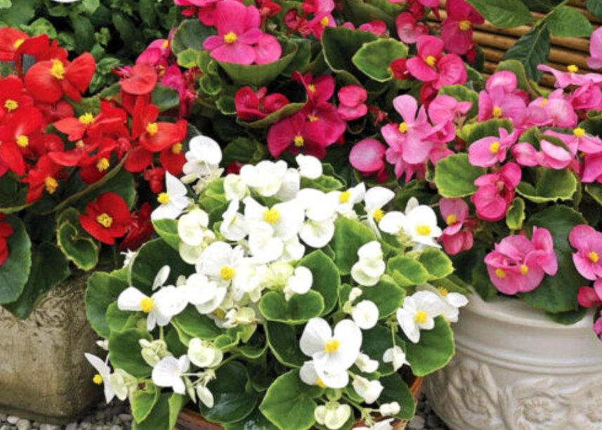 Super Seeds Begonia semperflorens Wax Begonia Dwarf Mix Annual Flower 2000 Pcs