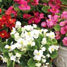 Super Seeds Begonia semperflorens Wax Begonia Dwarf Mix Annual Flower 2000 Pcs
