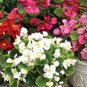 Super Seeds Begonia semperflorens Wax Begonia Dwarf Mix Annual Flower 2000 Pcs