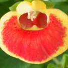 Super Seeds Slipper Flwoer Fashion Mixed Compact Strain 200 Pcs