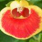 Super Seeds Slipper Flwoer Fashion Mixed Compact Strain 200 Pcs