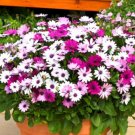 Super Seeds Osteospermum ecklonis Star Of The Veldt Ballade Mix Flower 10 Pcs