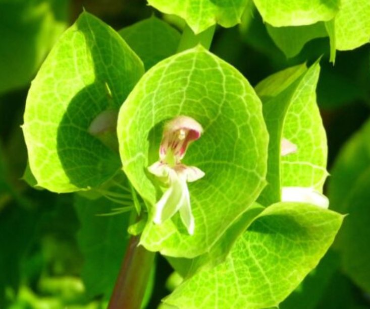 Super Seeds Moluccella laevis Bells Of Ireland Flower 400 Pcs