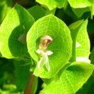 Super Seeds Moluccella laevis Bells Of Ireland Flower 400 Pcs