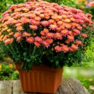 Super Seeds Chrysanthemum indicum Garden mum mix Flower 200 Pcs