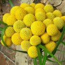 Super Seeds Craspedia globosa Billy Buton Drumstick Yellow Annual Flower 300 Pcs