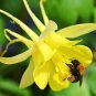 Super Seeds Aquilegia chrysantha Golden Columbine Flower Yellow Hybird 200 Pcs